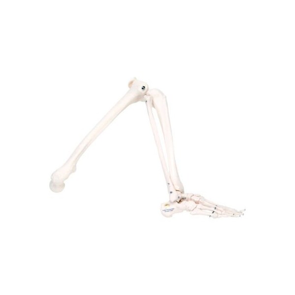 3B Anatomical Model - Loose Bones, Leg Skeleton, Left
